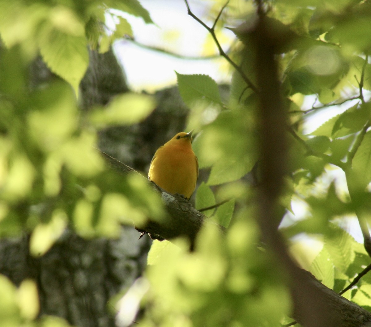 Prothonotary Warbler - ML620390397
