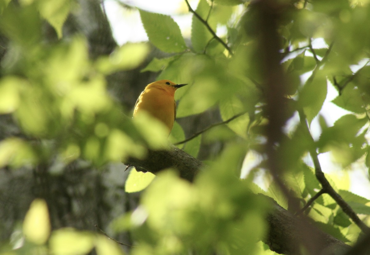 Prothonotary Warbler - ML620390398