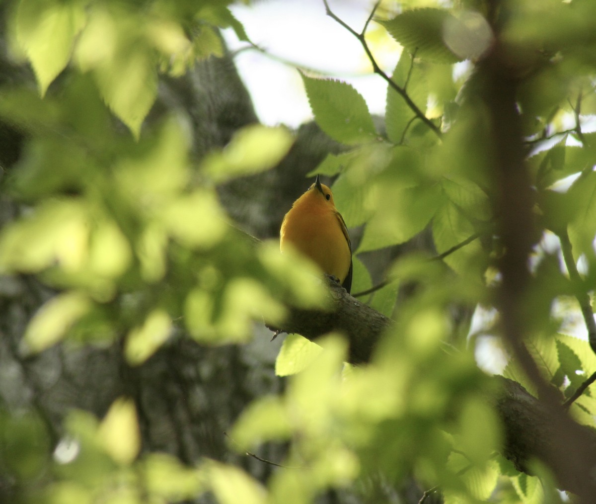 Prothonotary Warbler - ML620390399