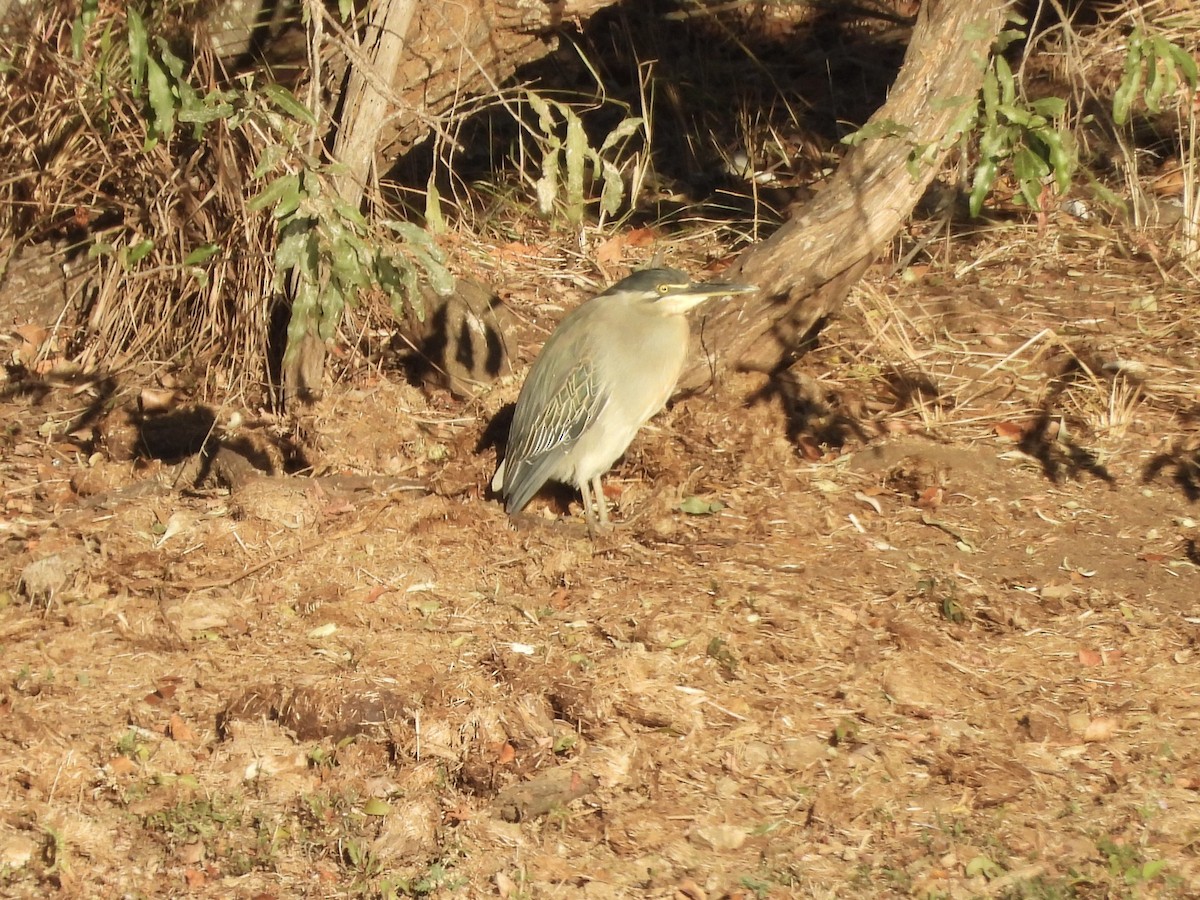 Striated Heron (Old World) - ML620390412