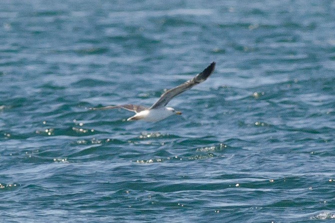 Lesser Black-backed Gull - ML620390432