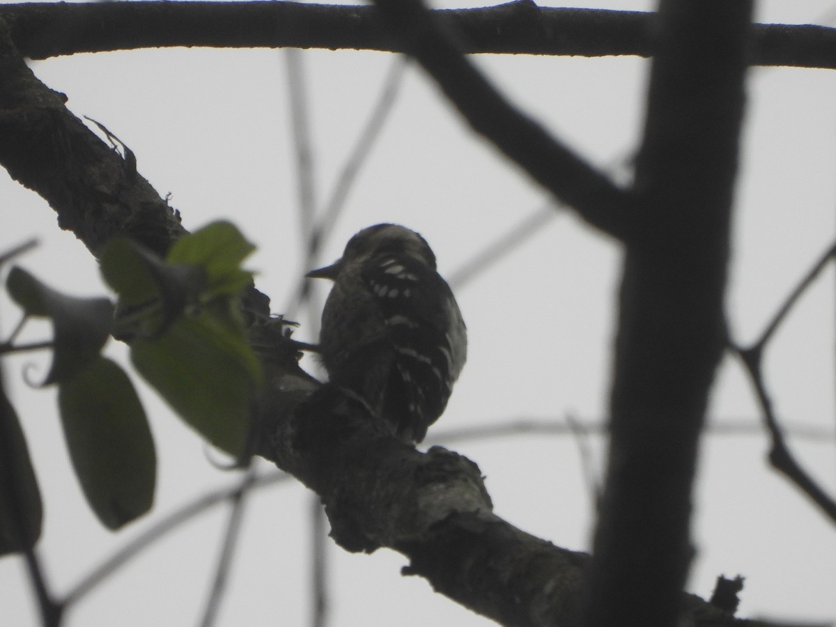 Gray-capped Pygmy Woodpecker - ML620390448