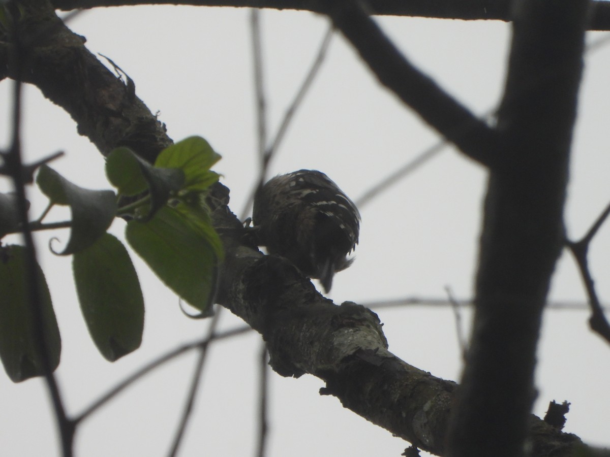 Gray-capped Pygmy Woodpecker - ML620390449