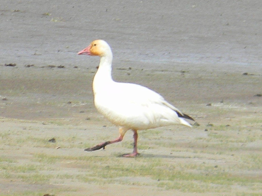 Snow Goose - Ian Teaell