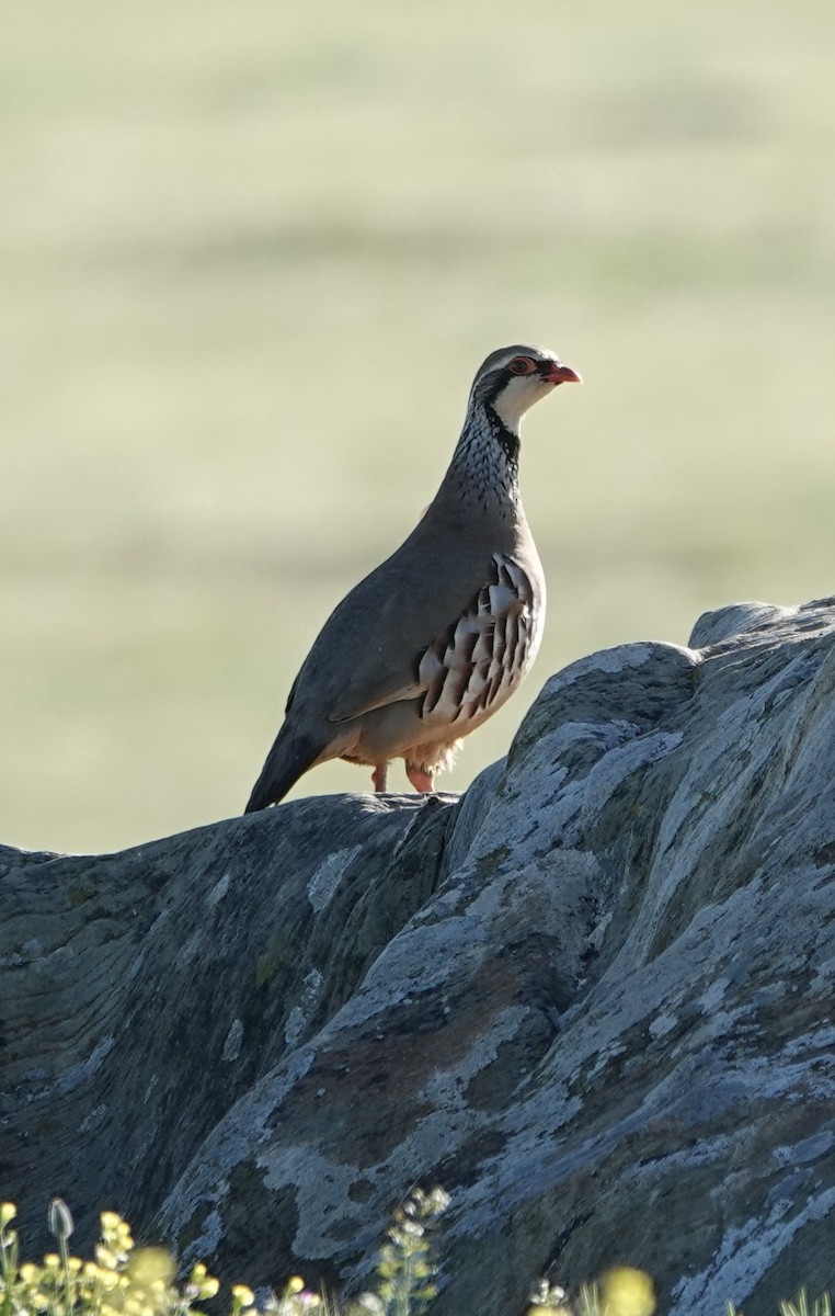 Red-legged Partridge - Dave Ebbitt