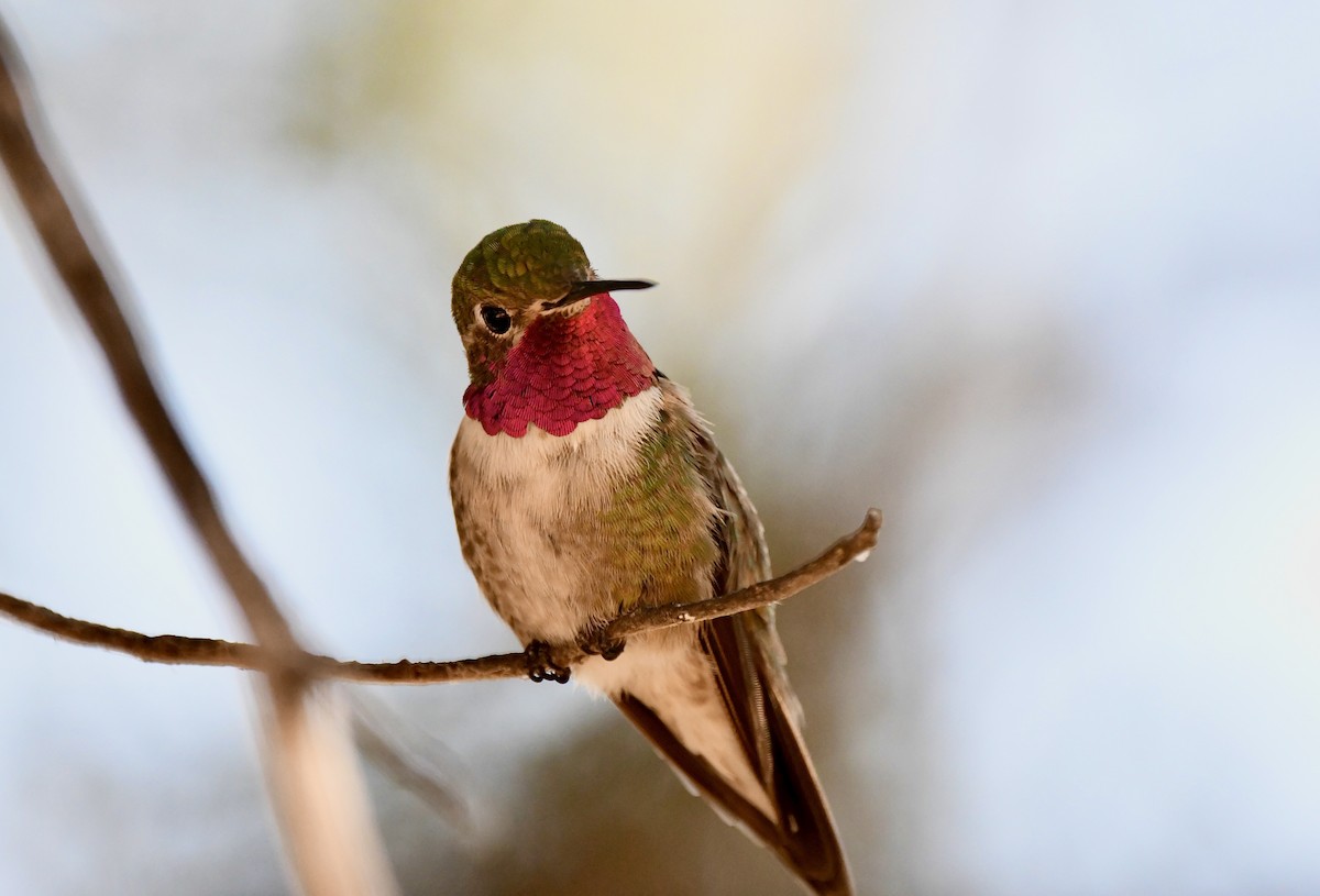 Broad-tailed Hummingbird - ML620390468