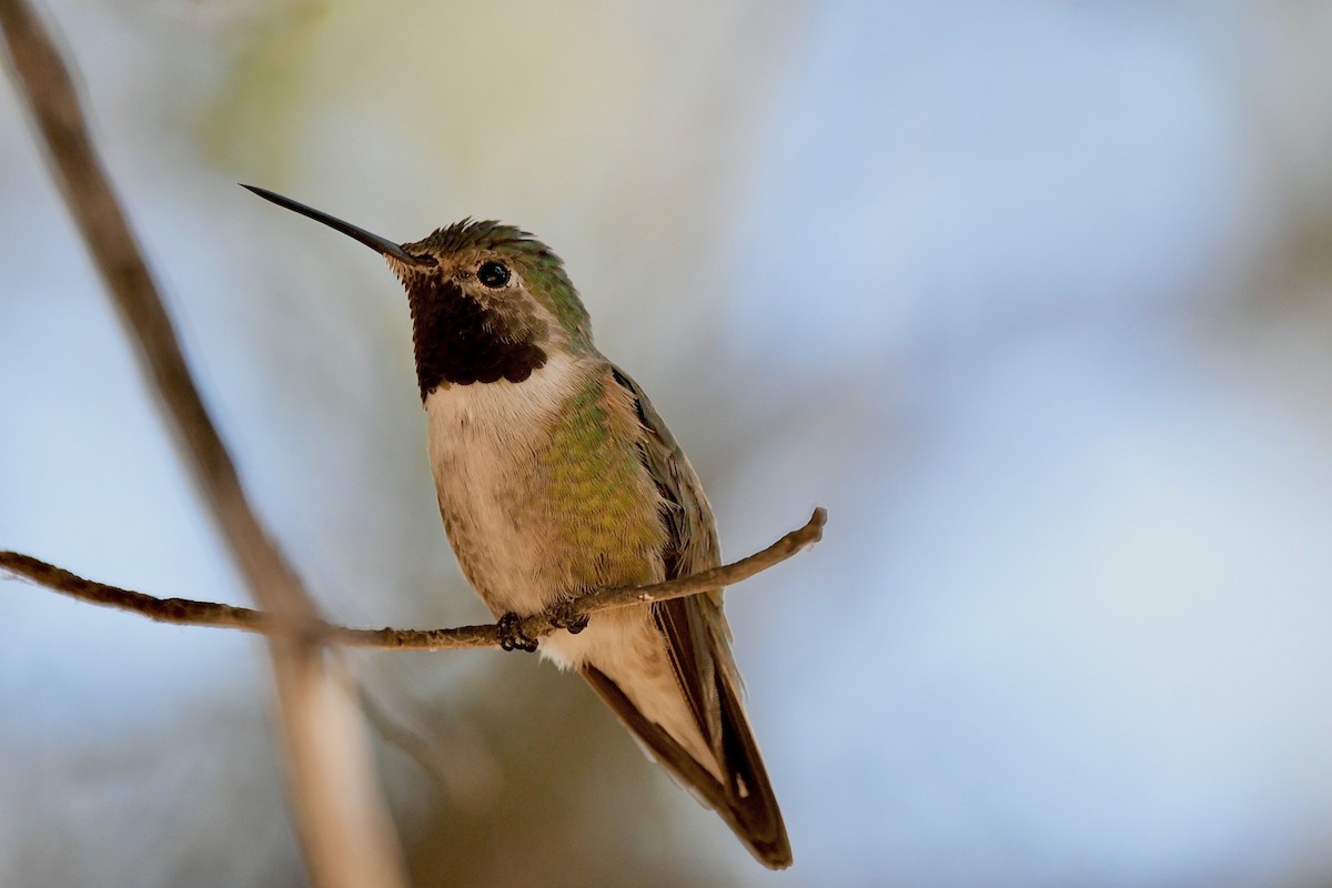 Broad-tailed Hummingbird - ML620390470