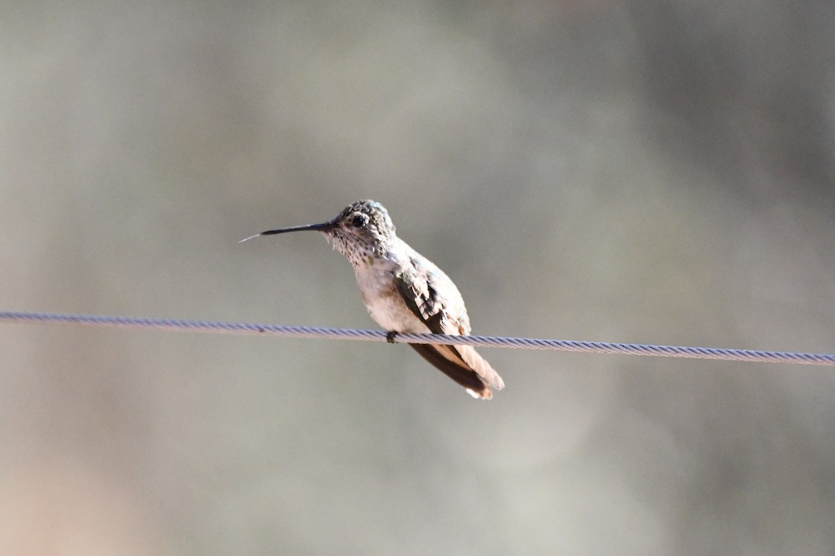 Broad-tailed Hummingbird - ML620390472