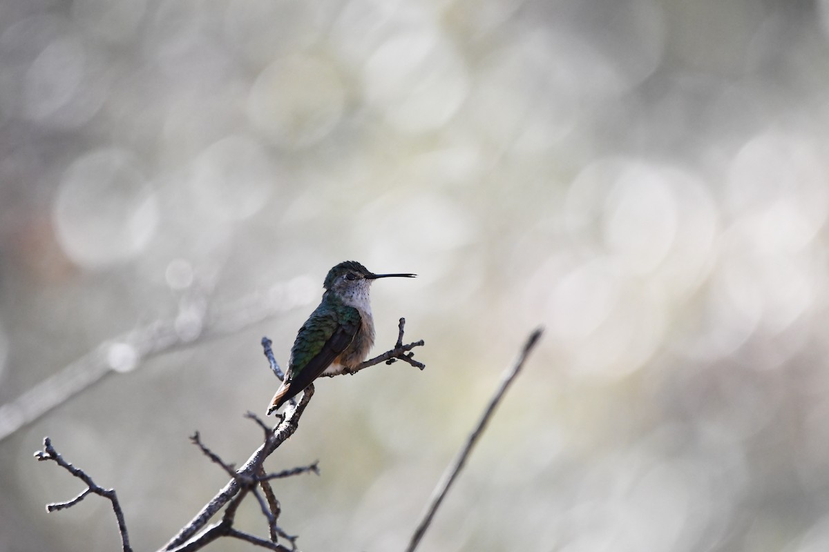 Broad-tailed Hummingbird - ML620390473