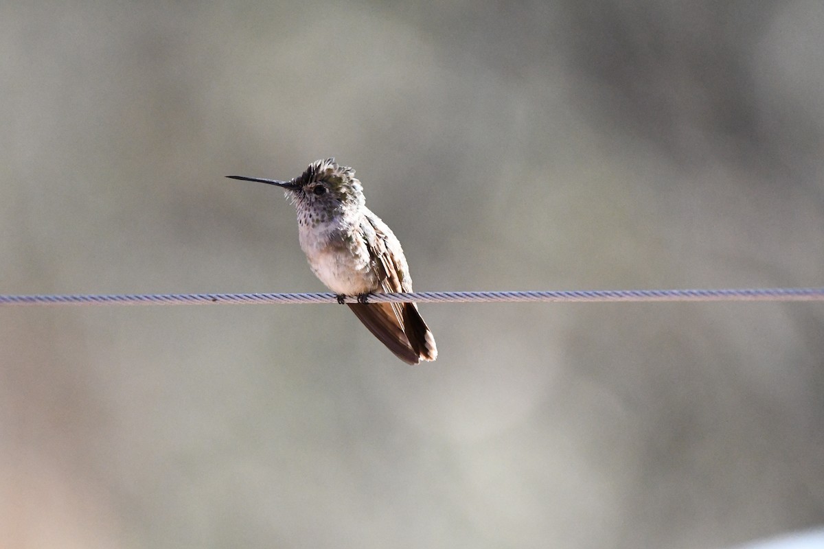 Broad-tailed Hummingbird - ML620390475
