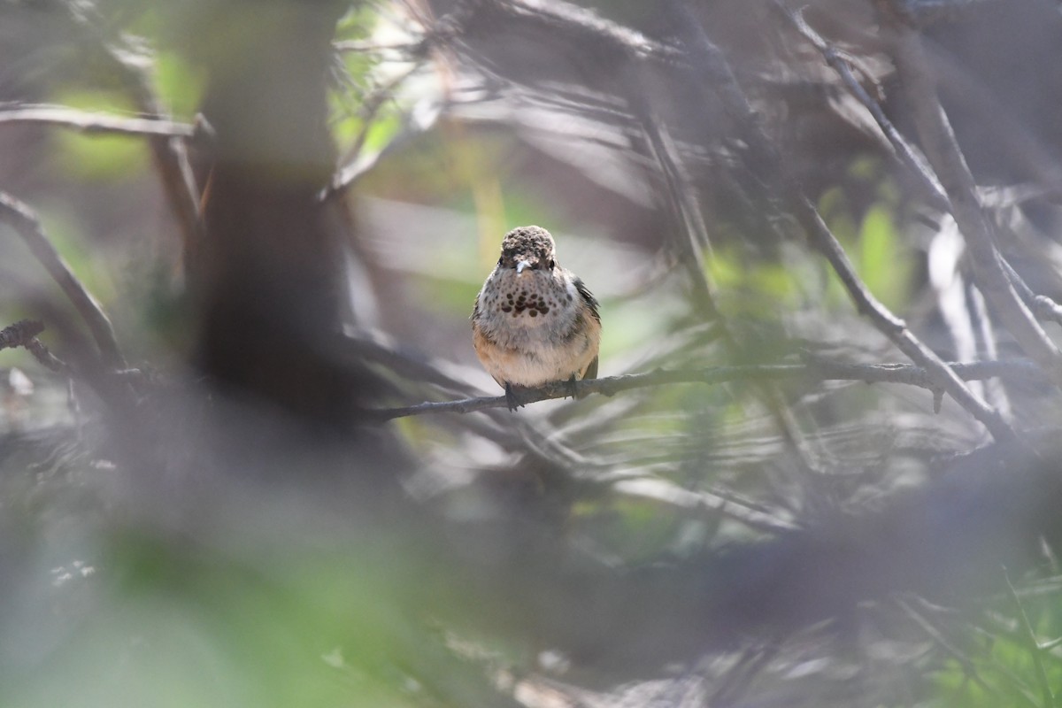 Broad-tailed Hummingbird - ML620390476