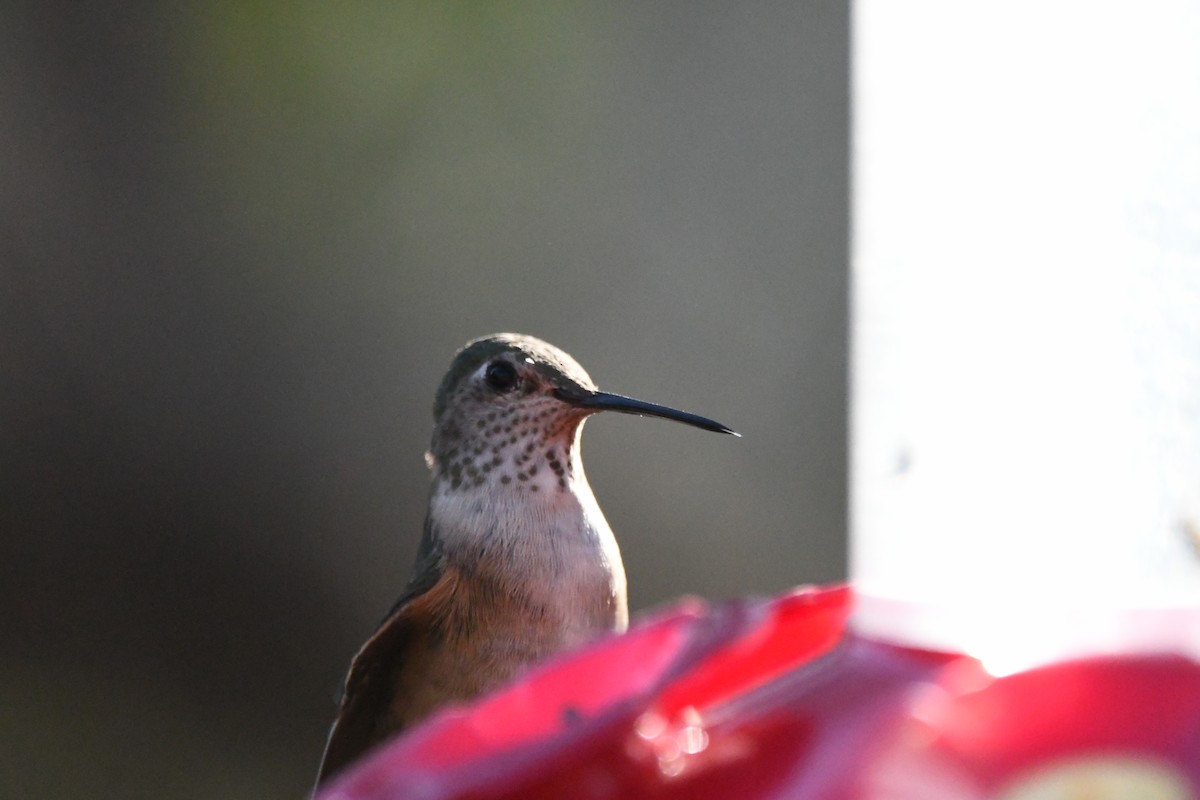Broad-tailed Hummingbird - ML620390477