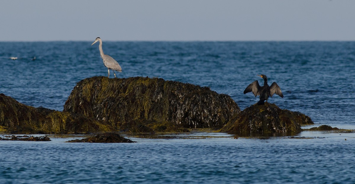 Great Blue Heron - ML620390501