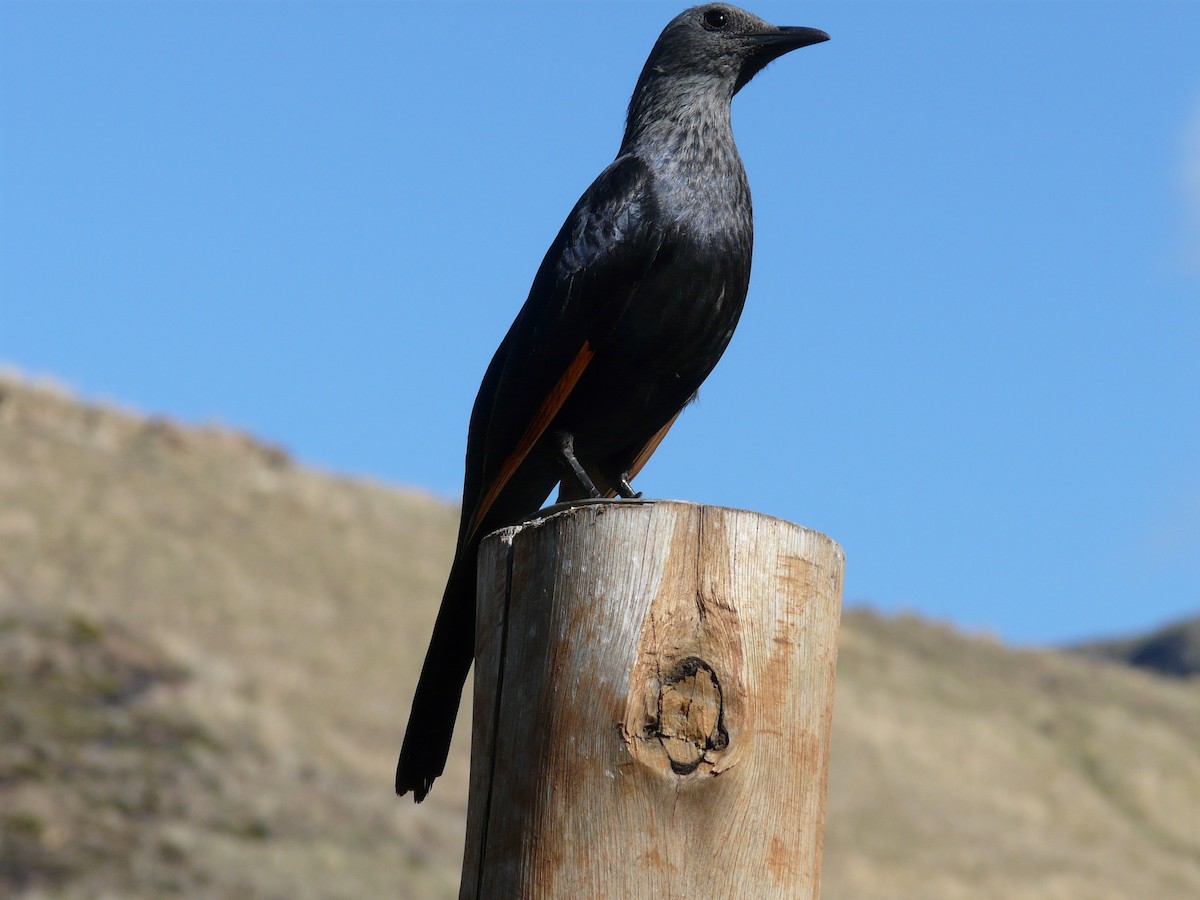 Red-winged Starling - ML620390503