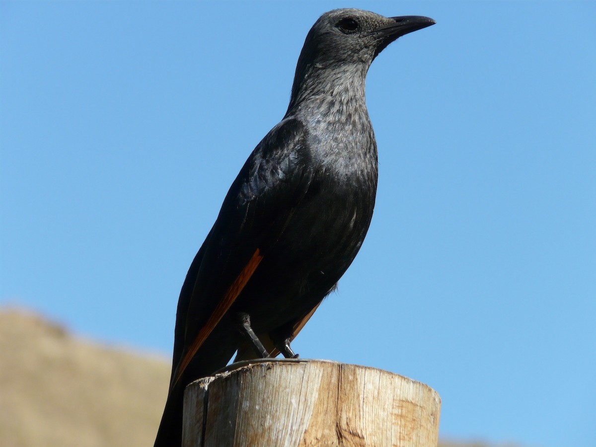 Red-winged Starling - ML620390504