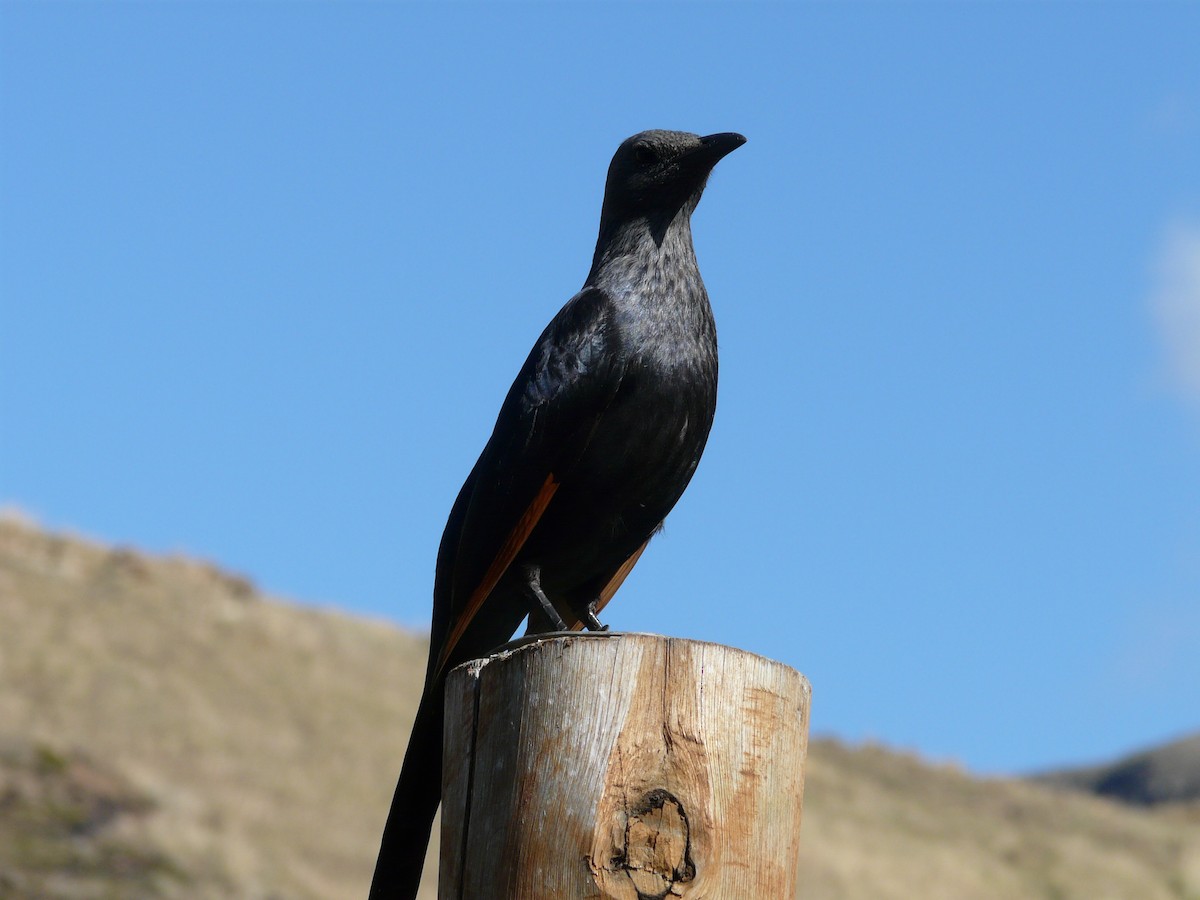 Red-winged Starling - ML620390505