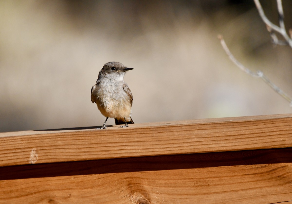 Say's Phoebe - ML620390509