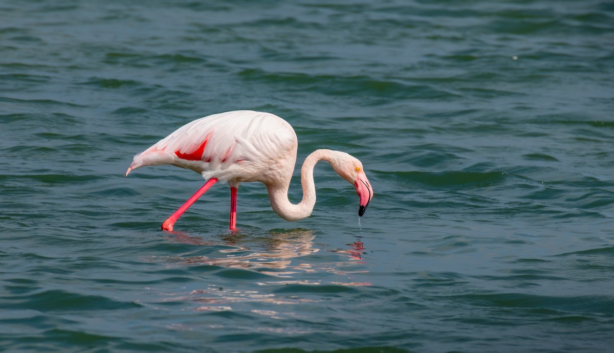 Greater Flamingo - ML620390512
