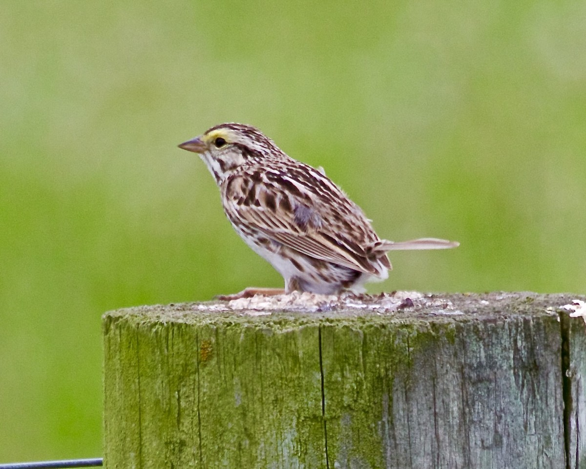 Savannah Sparrow - ML620390517