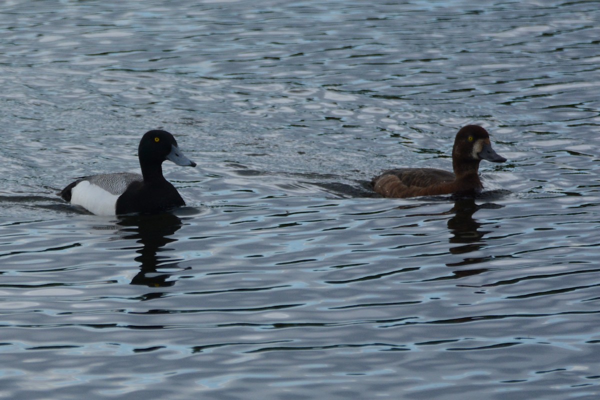 Greater Scaup - ML620390520