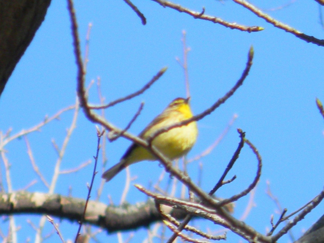 Palm Warbler - ML620390530