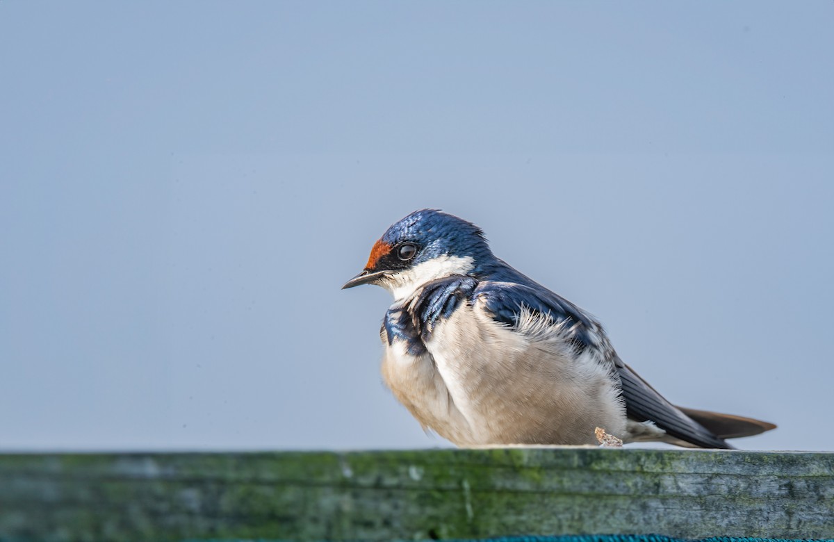 White-throated Swallow - Jim Merritt