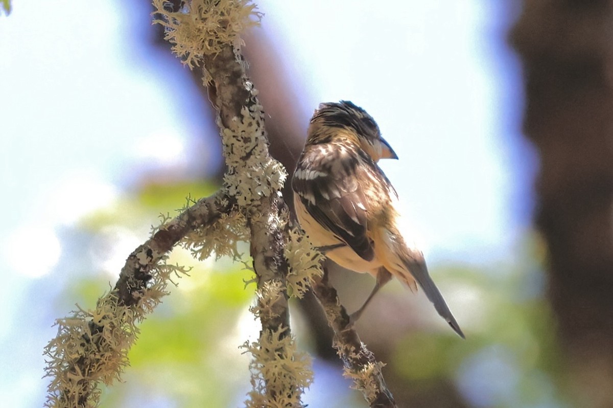 Black-headed Grosbeak - ML620390543