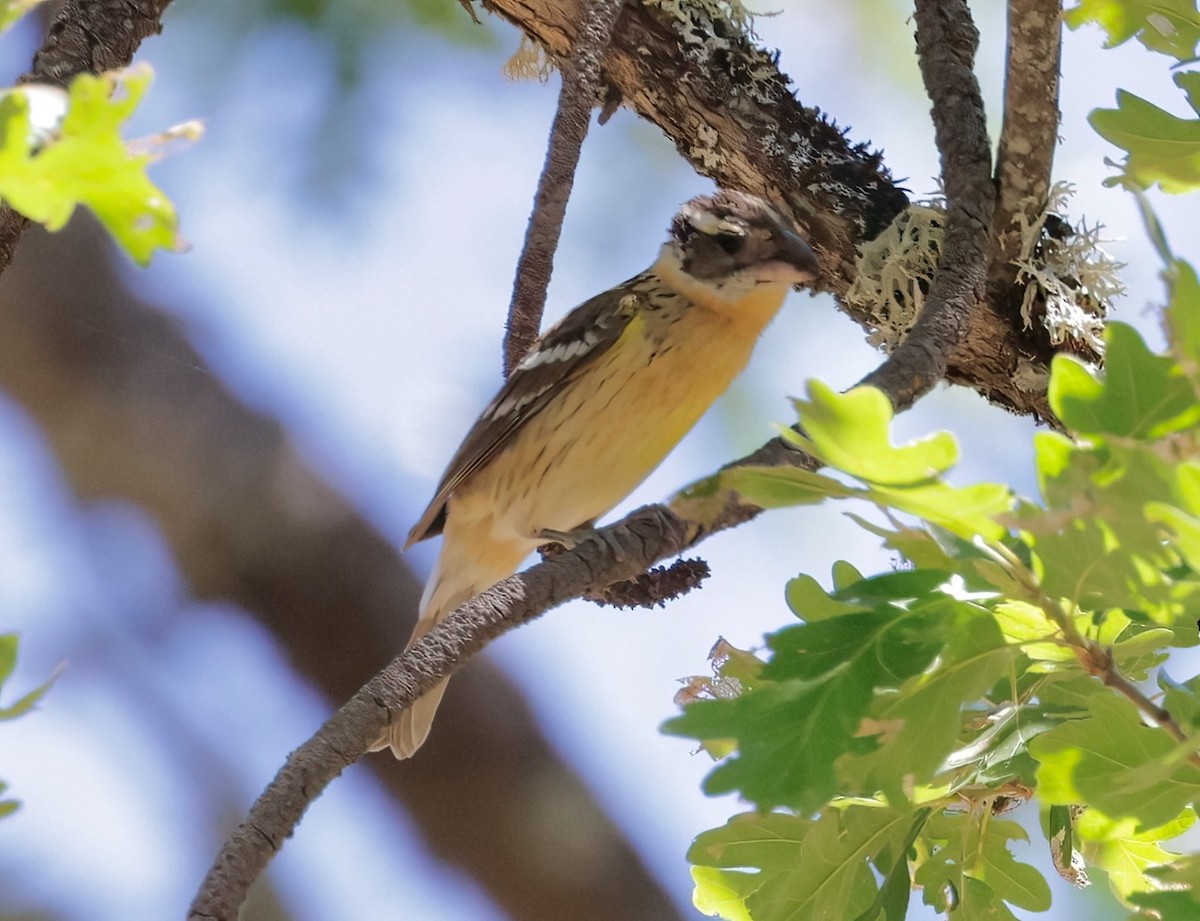 Black-headed Grosbeak - ML620390544