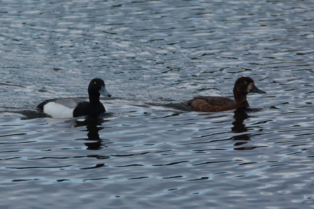 Greater Scaup - ML620390545