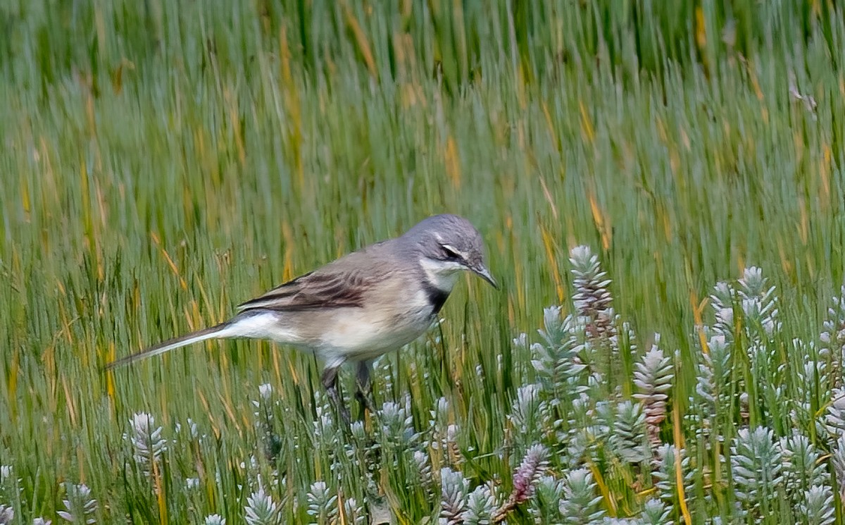 Cape Wagtail - ML620390547
