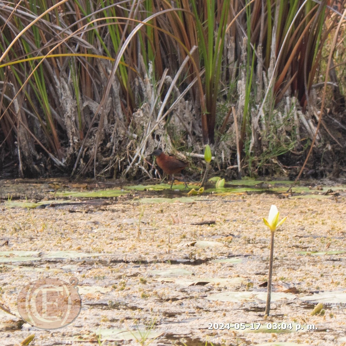 Ruddy Crake - ML620390559