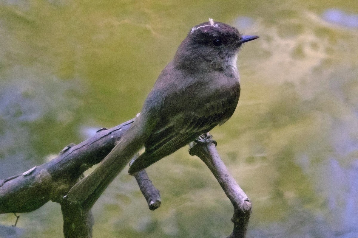 Eastern Phoebe - ML620390563