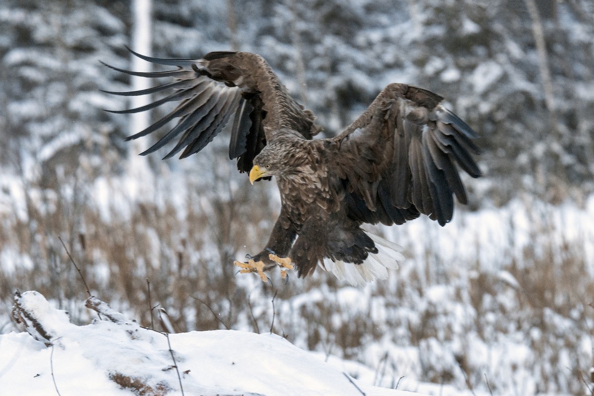 White-tailed Eagle - Valery Treitsiak