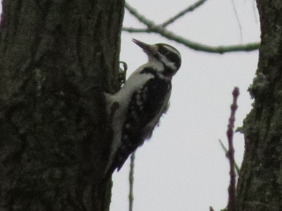 Hairy Woodpecker - ML620390566