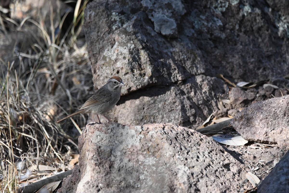 Rufous-crowned Sparrow - ML620390574