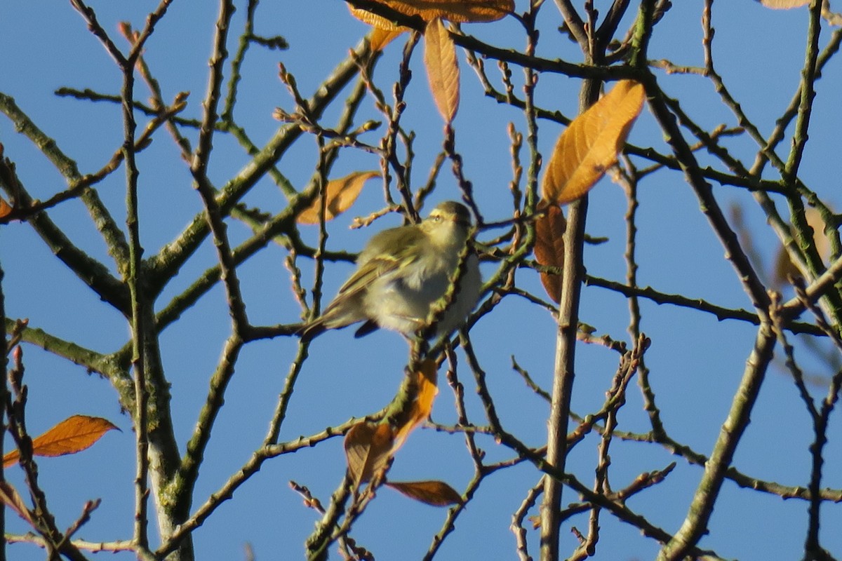 Yellow-browed Warbler - ML620390578
