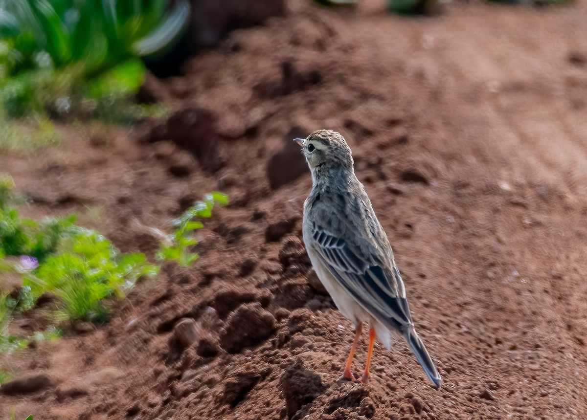 Bisbita Africano (grupo cinnamomeus) - ML620390589