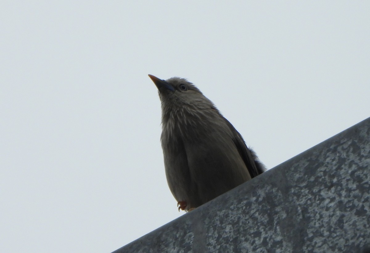 Chestnut-tailed Starling - ML620390591