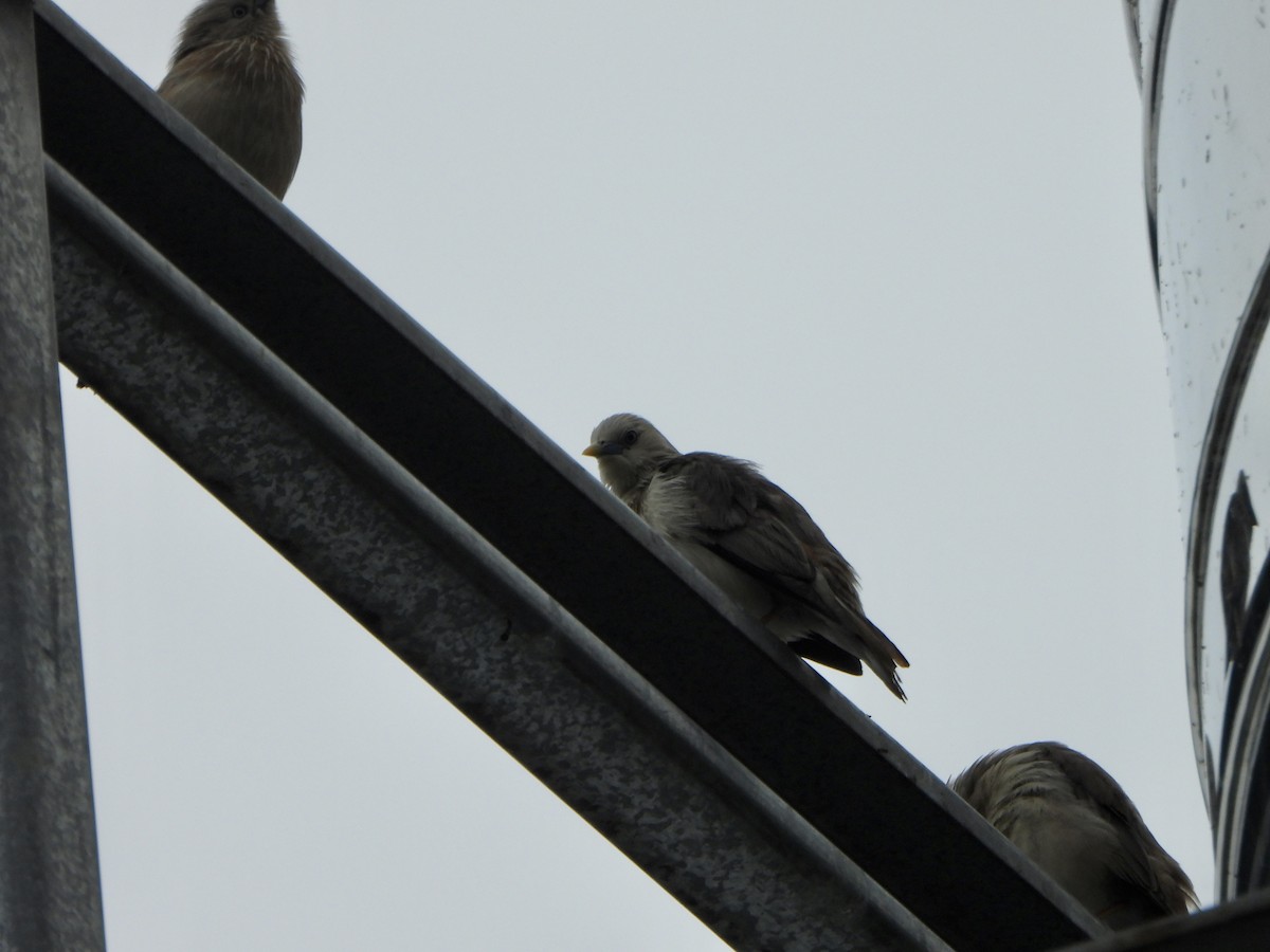 Chestnut-tailed Starling - ML620390593