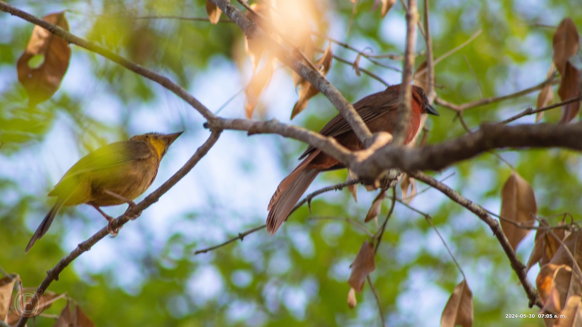 Red-throated Ant-Tanager - ML620390598