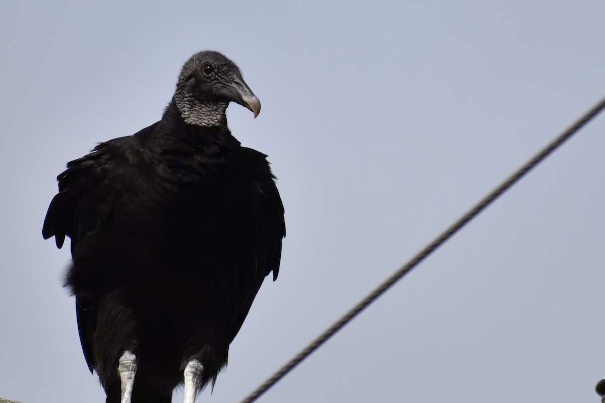 Black Vulture - ML620390600