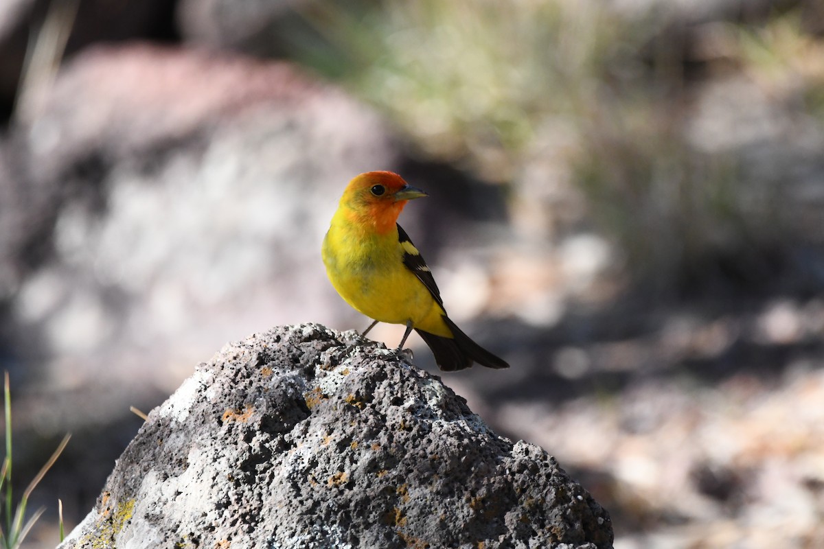 Western Tanager - ML620390603