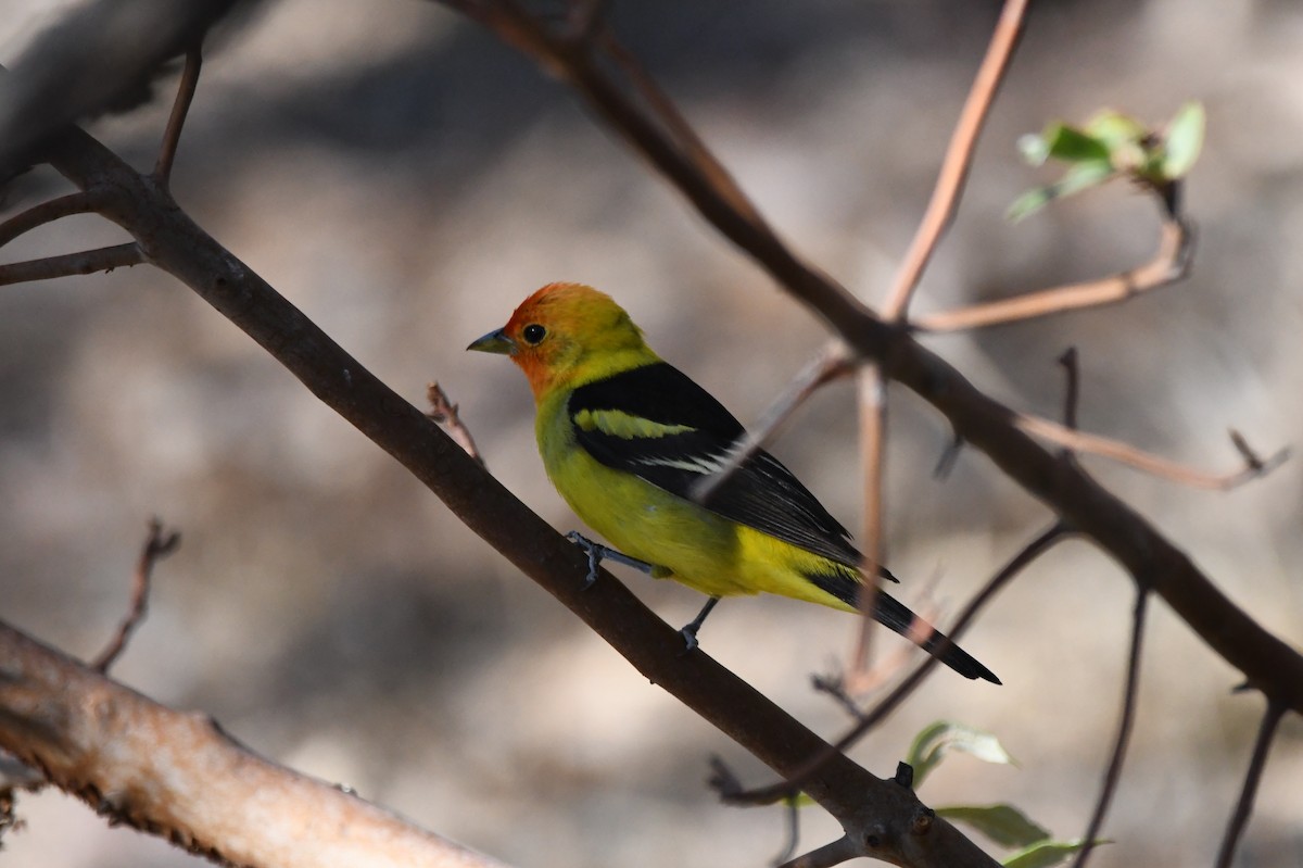 Western Tanager - ML620390604