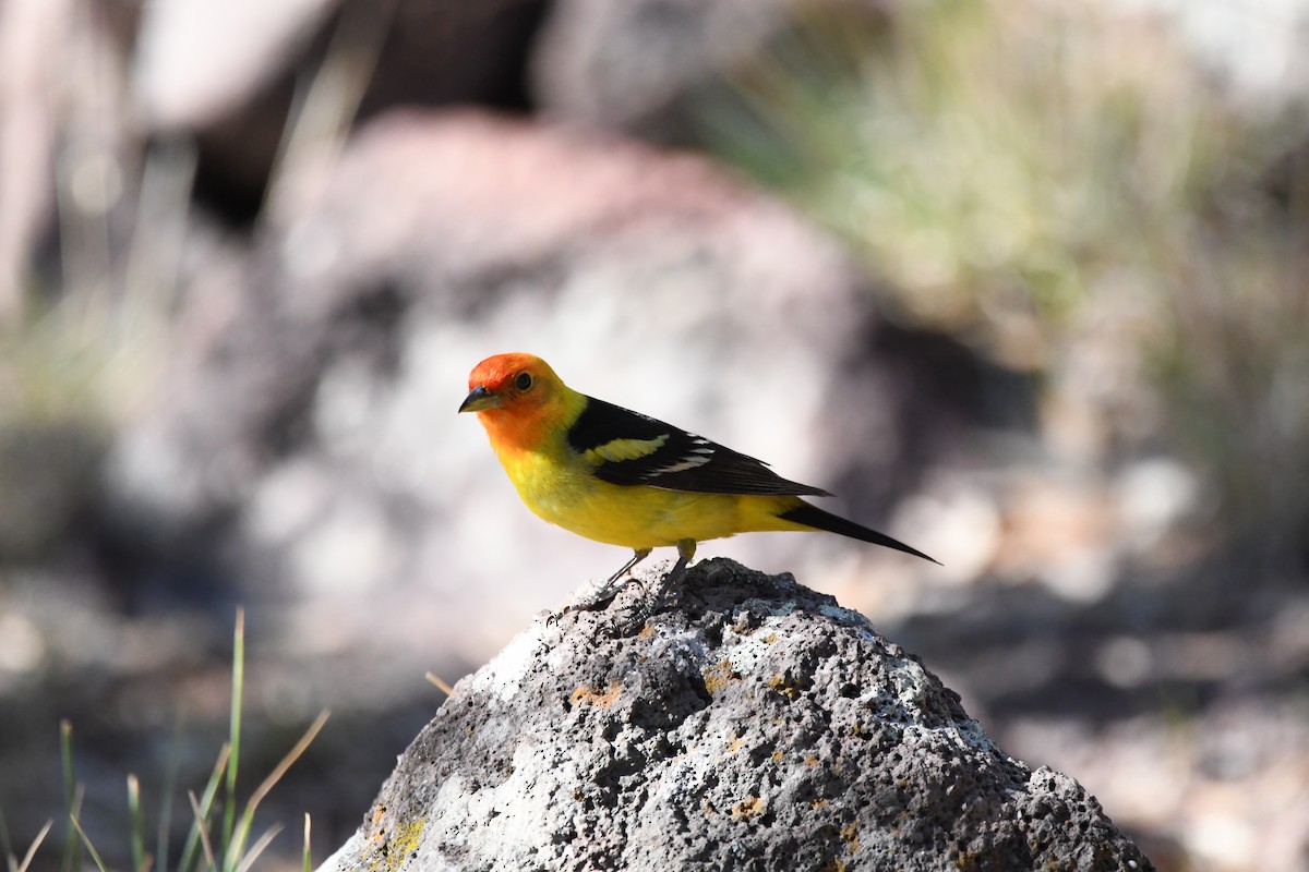 Western Tanager - ML620390605