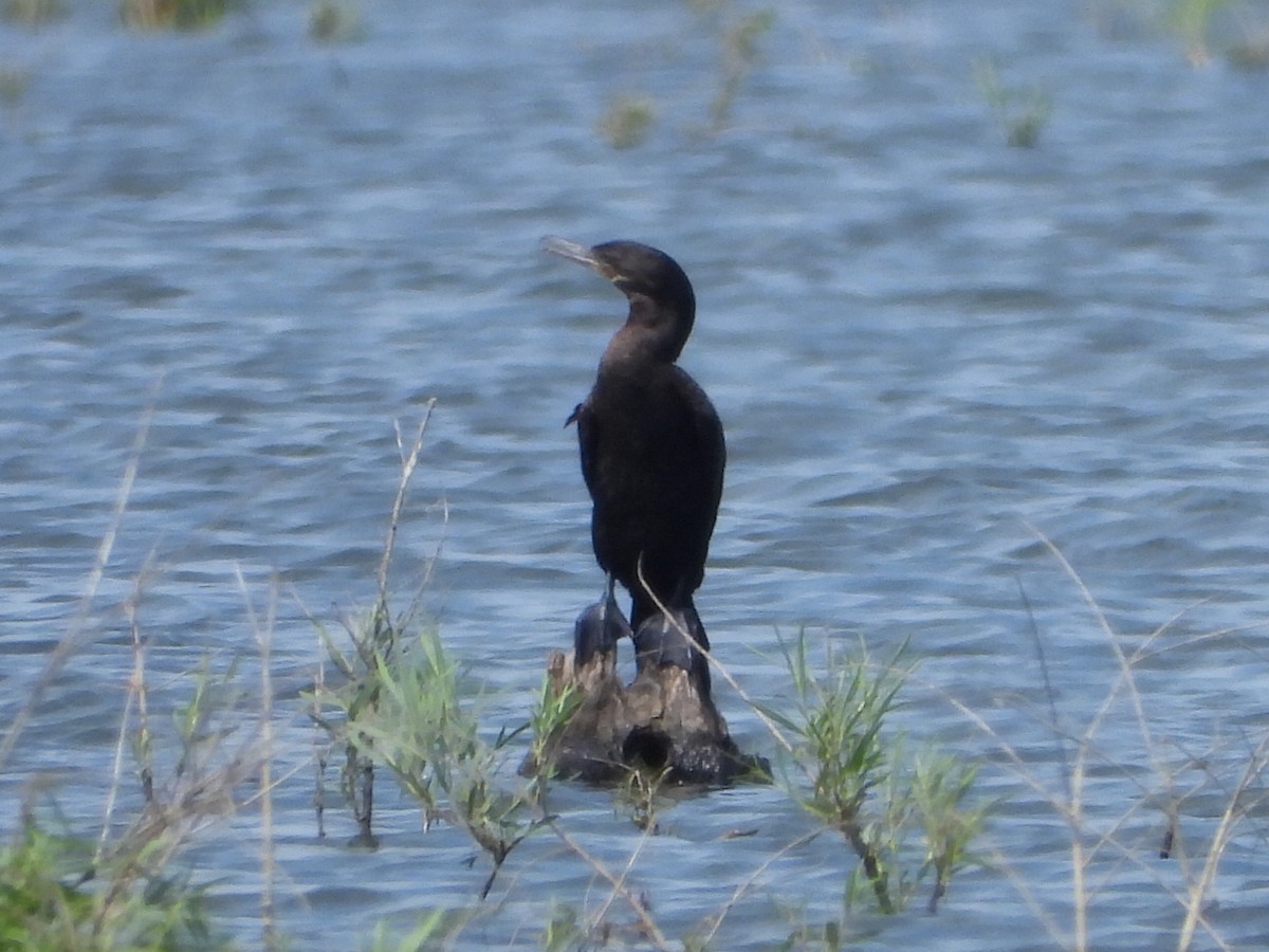 Cormorán Biguá - ML620390611