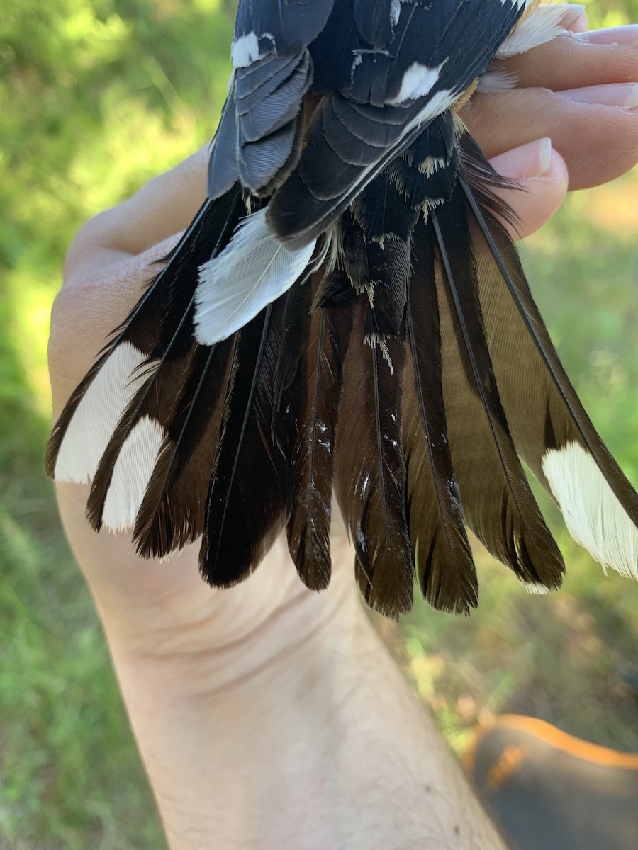 Black-headed Grosbeak - ML620390632