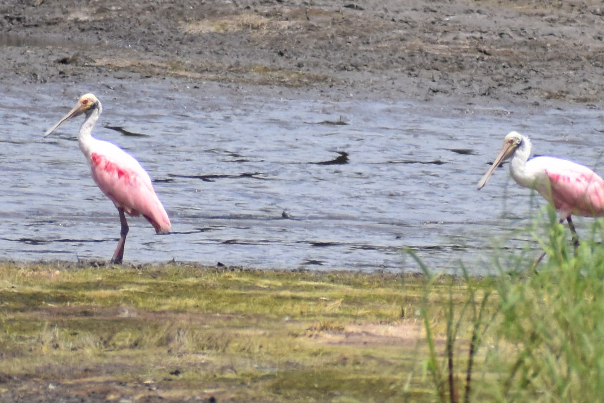 Roseate Spoonbill - ML620390635