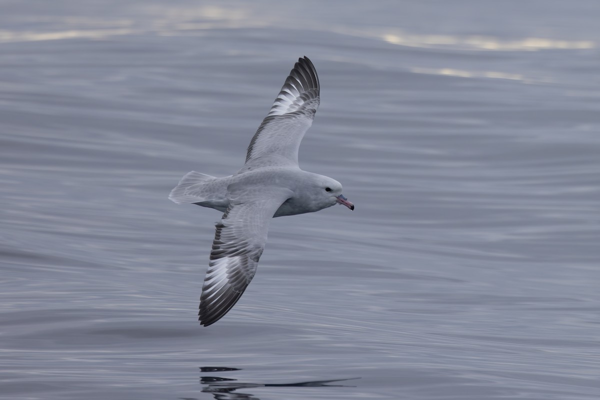 Southern Fulmar - Dave Howes