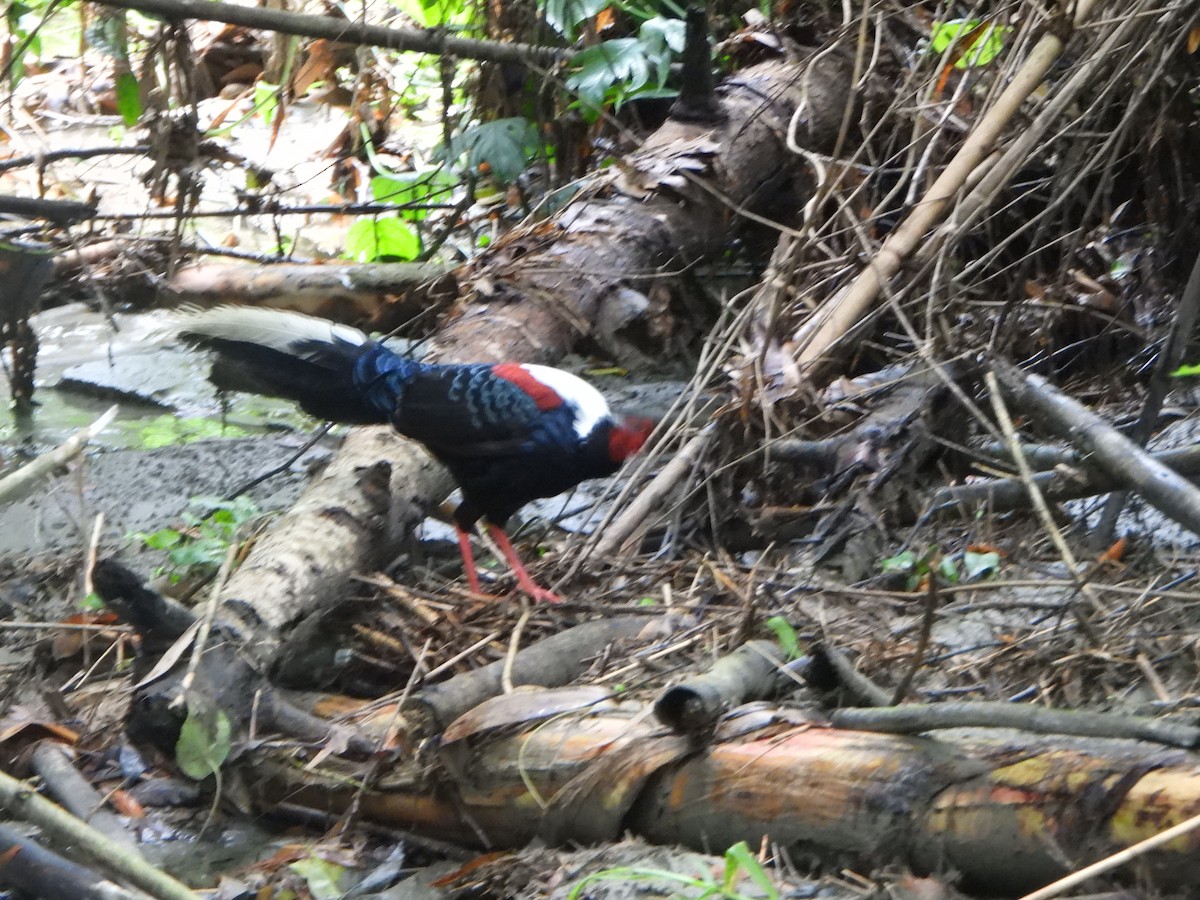 Swinhoe's Pheasant - Anonymous