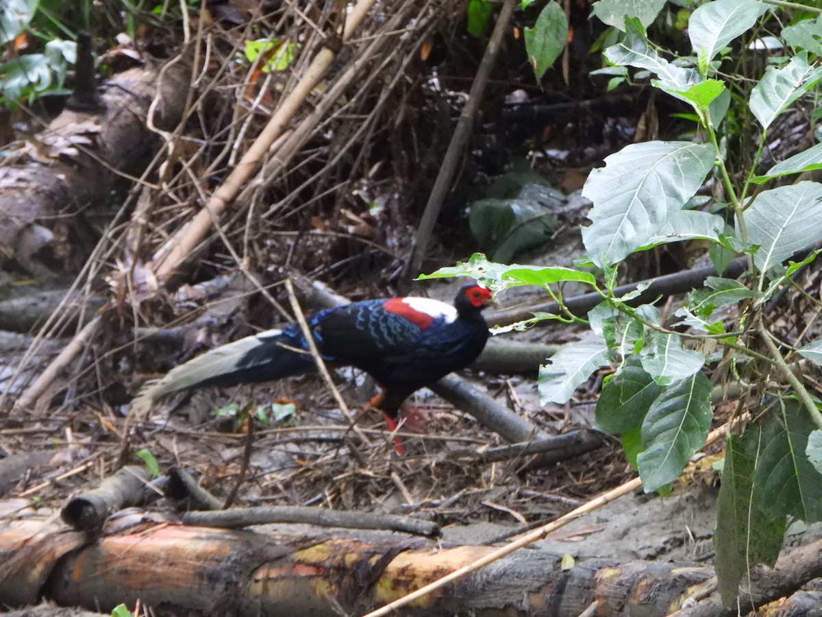 Swinhoe's Pheasant - ML620390653